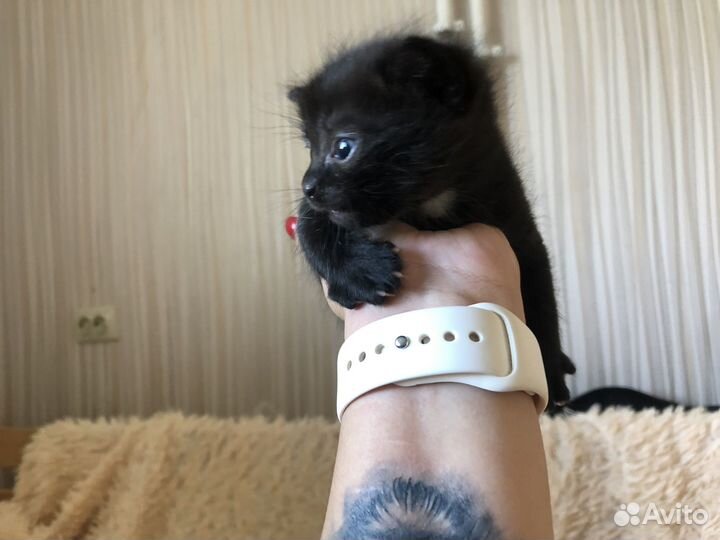 Тайские котята