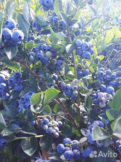 Саженцы голубики Торо / 2 год