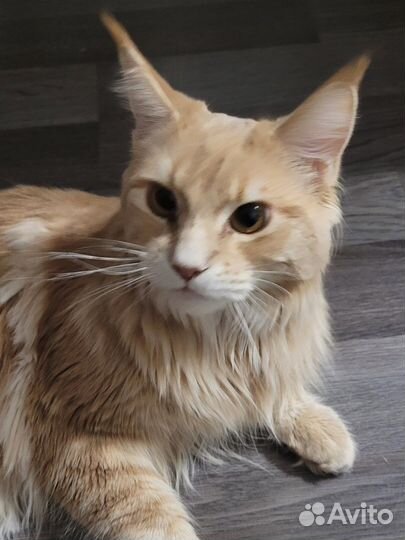 Мейн-кун кот