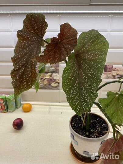 Бегония королевская