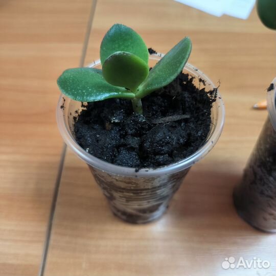 Денежное дерево, толстянка