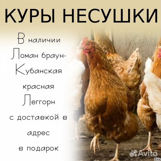 Куры на яйцо