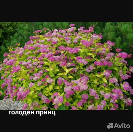 Саженцы спиреи