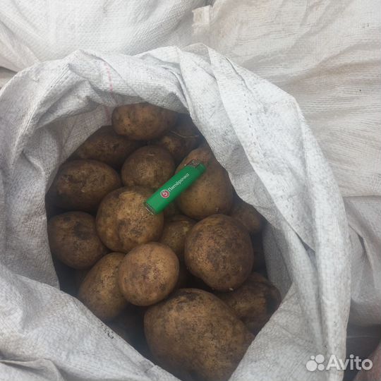 Продам картофель