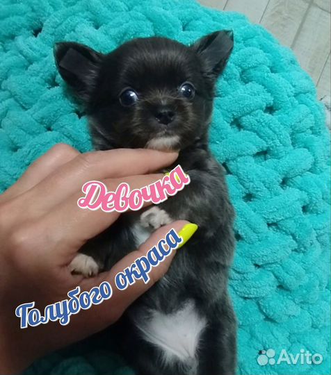 Девочка Чихуахуа