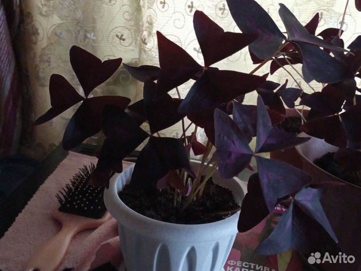 Комнатные цветы кислица