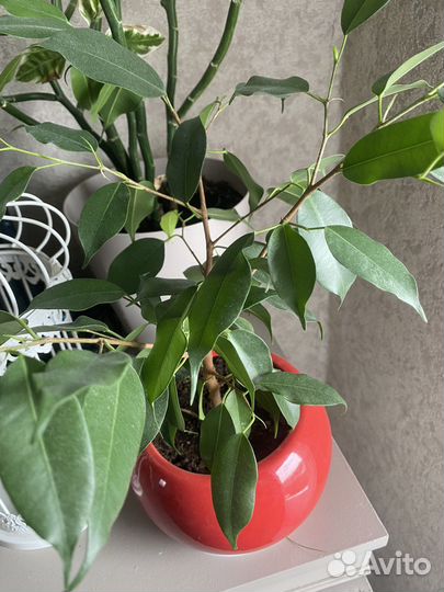 Бенджамина фикус