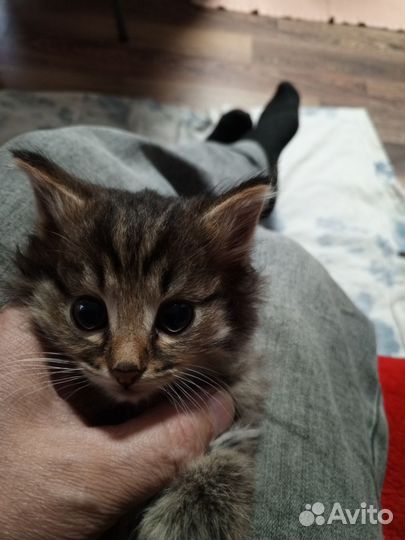 Кошечки, девочки