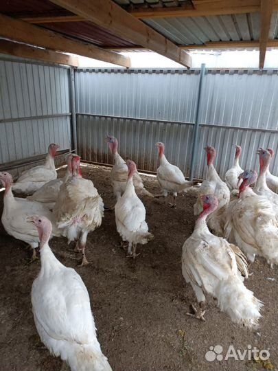 Индюки домашние