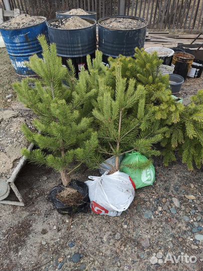 Сосна, молодняк для посадки, с корнем