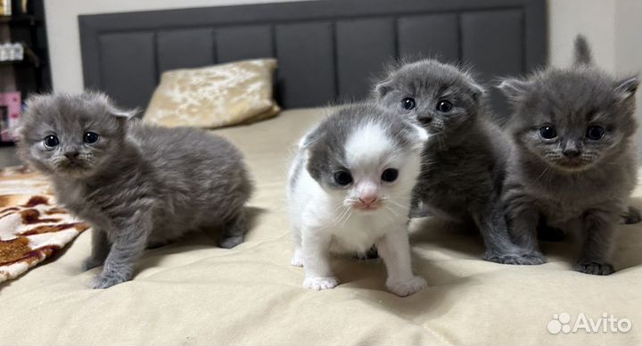 Котята