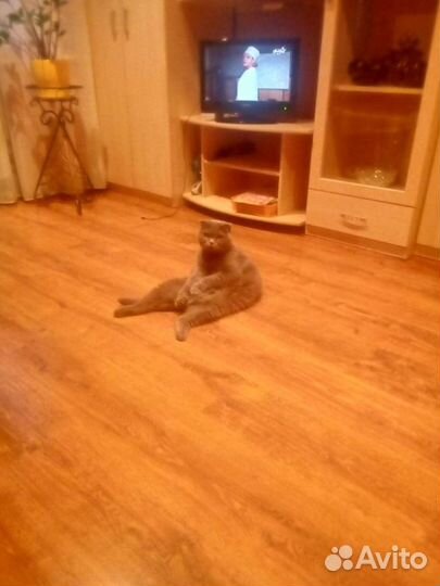 Кошка в дар бесплатно