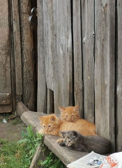 Котята в добрые руки