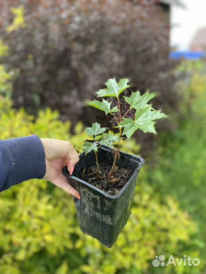 Саженцы клена