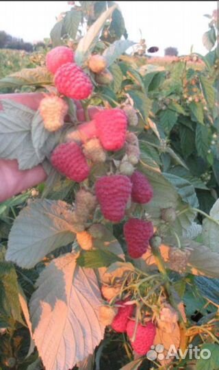 Земляника и другие ягодные