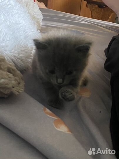 Котята в добрые руки, бесплатно