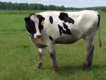 Продается корова (нетель), голштинской породы
