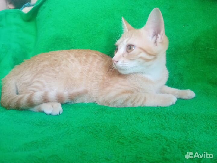 Рыжий котенок в добрые руки