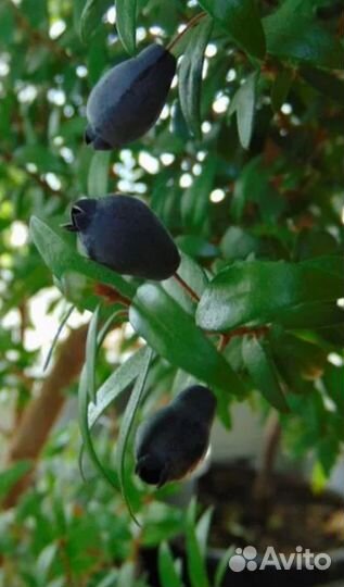 Мирт в подарок на свадьбу, для красоты и здоровья