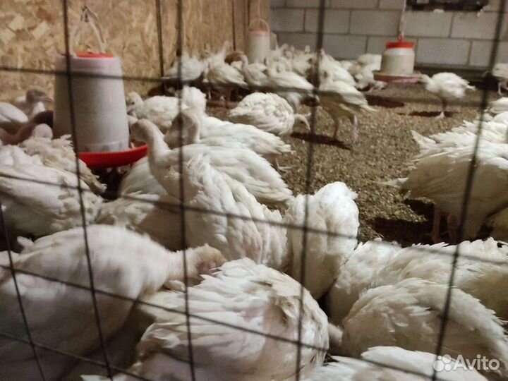 Индюки подрощенные