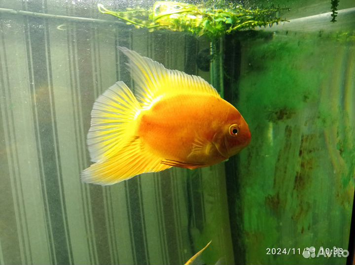 Северум красноточечный самец 2 г