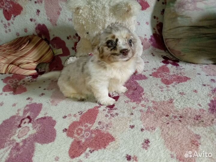 Девочка красотка для ценителей