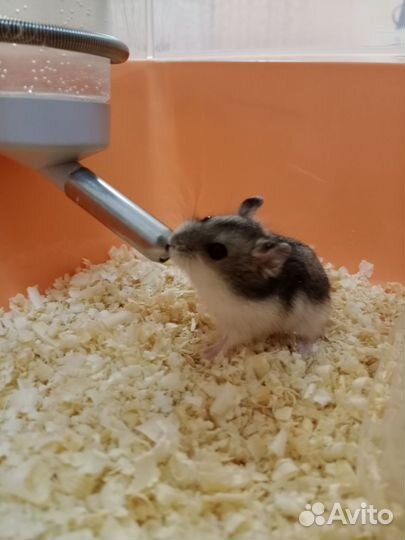Джунгарские хомяки малыши и клетки