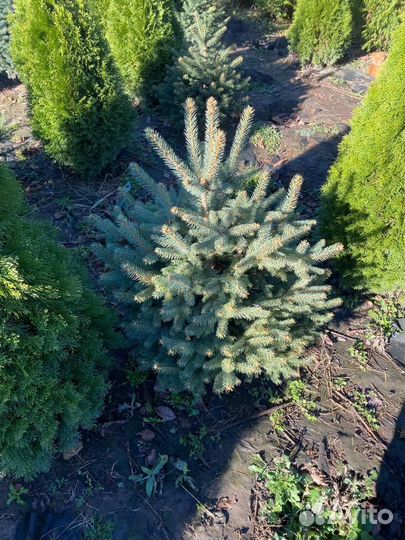 Хвойные растения