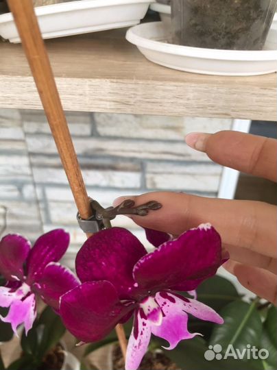 Орхидея цветущая