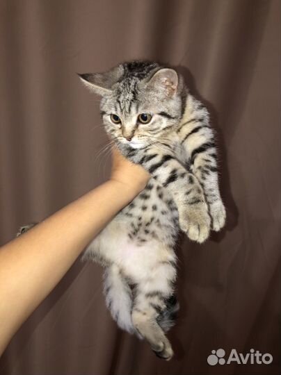 Котенок британский