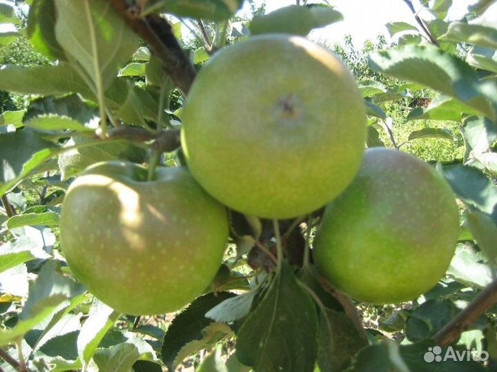 Саженцы плодовых, ягодных и декоративных культур