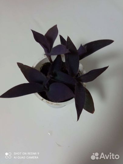 Традесканция фиолетовая
