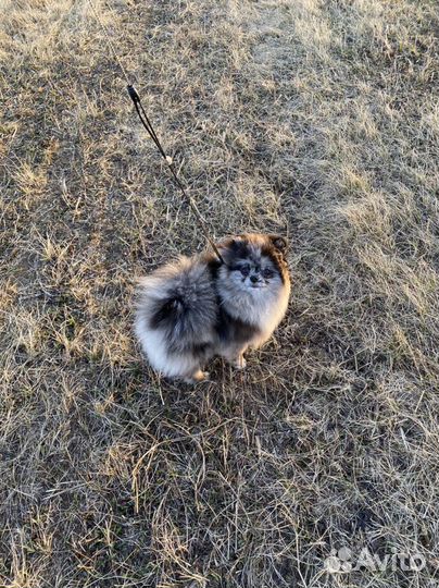 Вязка померанский шпиц мини
