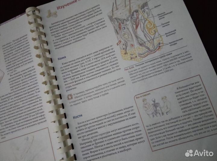 Путеводитель по телу Э. Бил