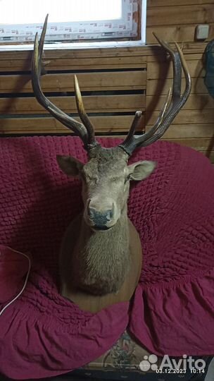 Чучело головы оленя