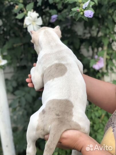 Американский булли мальчик, лиловый мерль