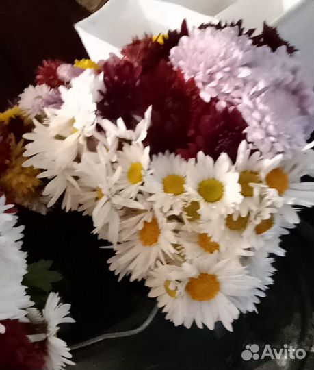 Цветы садовые дубок хрезантемный