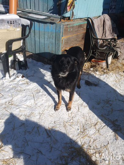 Собака Люся