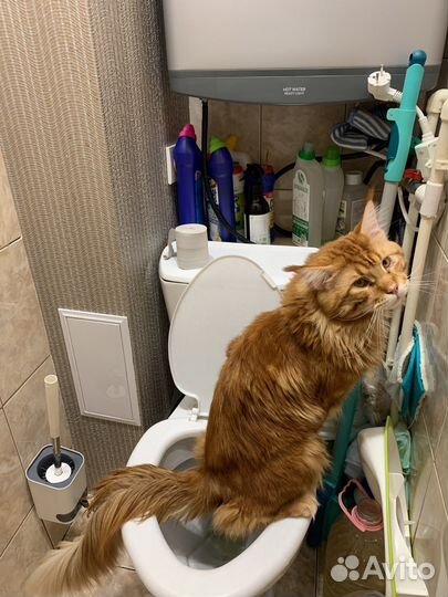 Котята Мейн-кун полидакт