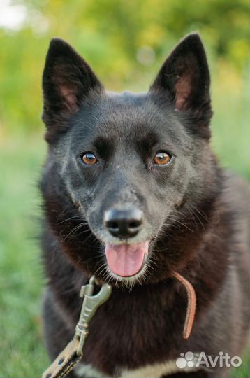 Собаки из приюта в добрые руки