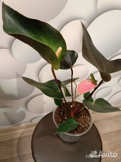 Антуриум Рендбоу