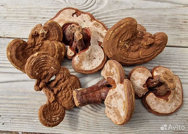 Трутовик лакированный Рейши Ганодерма Линчжи