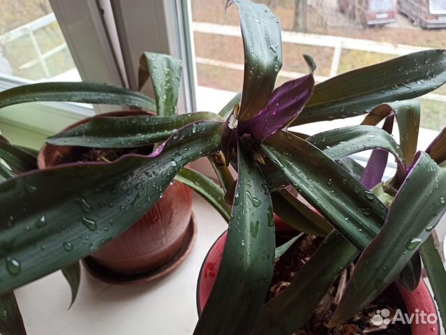 Традесканция