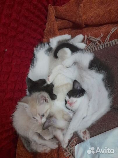 Котята 2 месяца. Мальчики