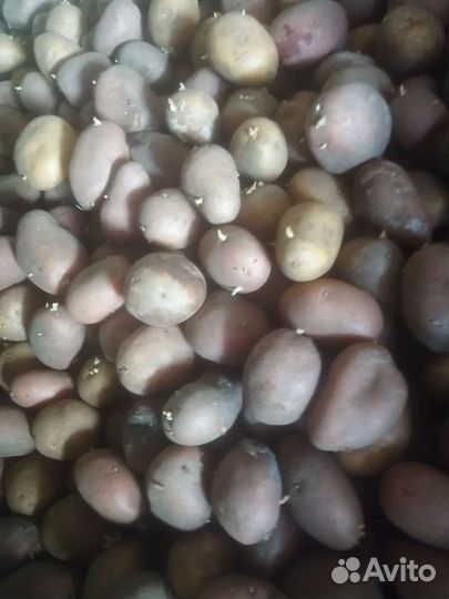 Семенной картофель