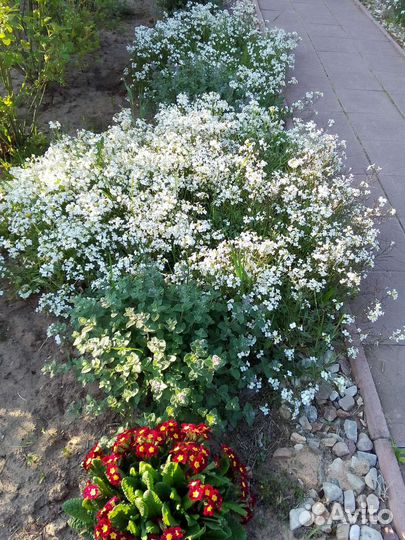 Арабис белый,котовник,шалфей,очиток желтый