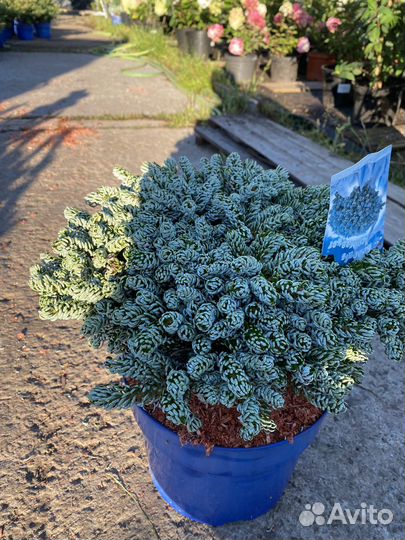 Пихта айсбрейкер