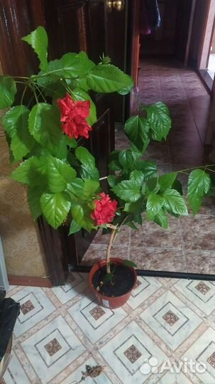 Гибискус китайская роза красная