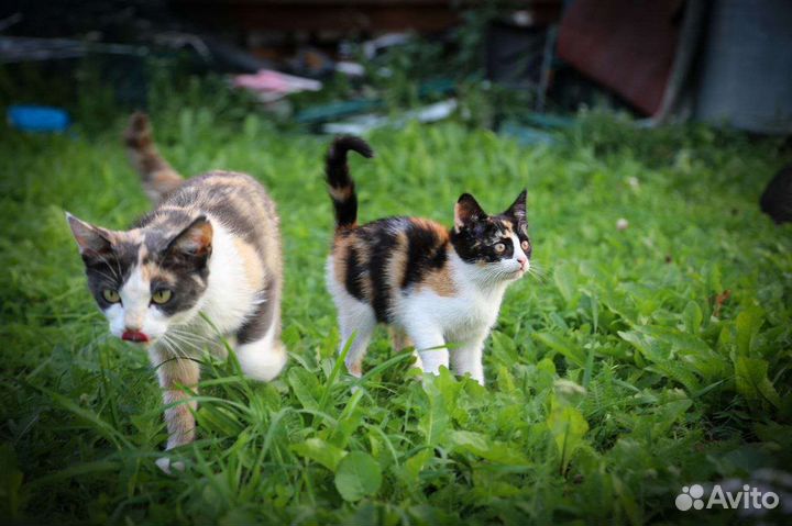 Милые котята в дар