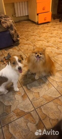 Дрессировка собак, передержка